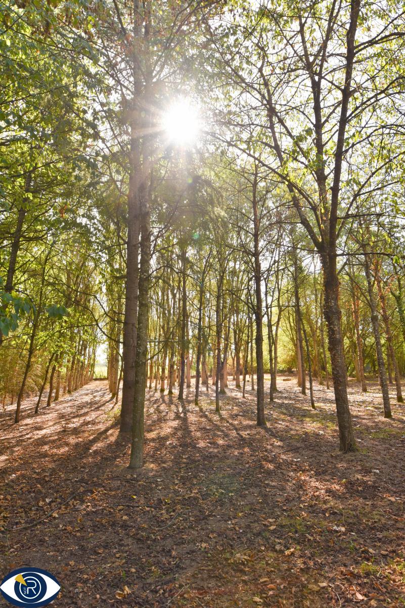 Terrain de loisirs avec étang, cabanon et arbres matures – Environ 2,9 hectares